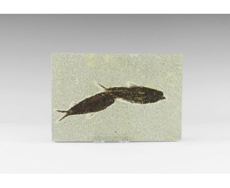 Eocene Period, 58-36 million years BP. Two fossil Knightia alta fish in matrix from Warfield's Quarry, Kemmerer, Green River 
