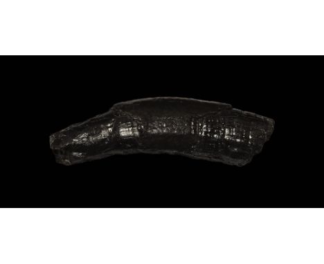 Pliocene Period, 4 million years BP. A large tooth from the extinct whale Cetotherium sp. from South Carolina, U.S.A. 162 gra