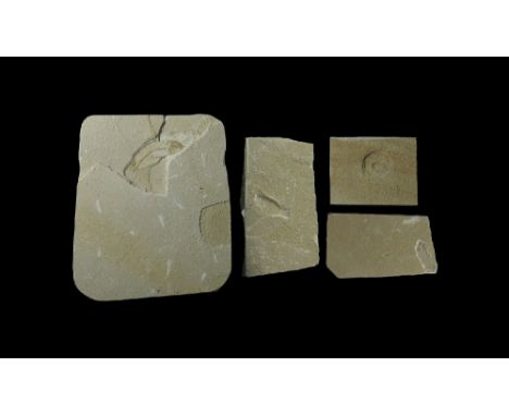 Eocene Period, 56-33 million years BP. A group of three fossil fish, probably Knightia alta, with a spiral shell fossil; in t