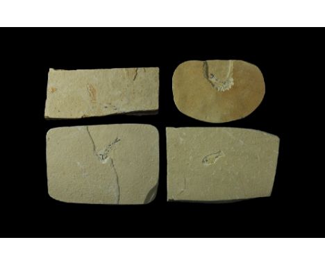 Eocene Period, 56-33 million years BP. A group of fossil fish, probably Knightia alta, in thin matrix tiles, suitable for fra