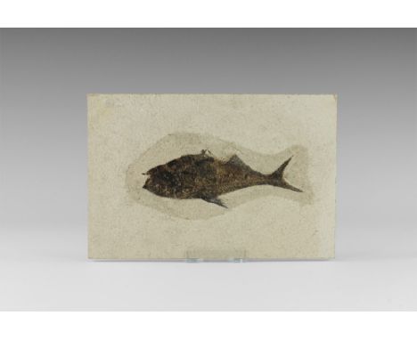Eocene Period, 58-36 million years BP. A fossil fish Diplomystus from the Green River Formation, Lincoln County, Wyoming. 449
