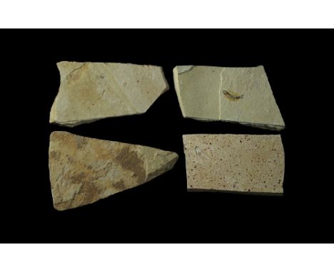 Eocene Period, 56-33 million years BP. A group of fossil fish, probably Knightia alta, in thin matrix tiles, suitable for fra