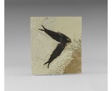 Eocene Period, 58-36 million years BP. Two fossil Knightia alta fish in matrix from Warfield's Quarry, Kemmerer, Green River 