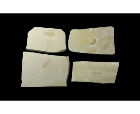 Eocene Period, 56-33 million years BP. A group of fossil fish, three probably Knightia alta, the fourth a different species; 