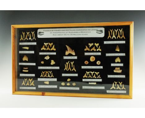 45-70 million years BP. A collection of fossil fish and reptile teeth and vertebra from the phosphates of Khouribga, Morocco 