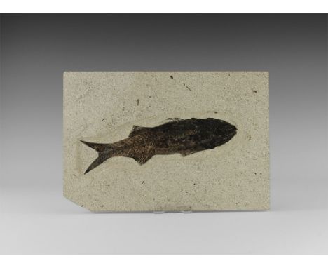 Eocene Period, 58-36 million years BP. A large and well preserved example of a fossil fish Mioplosus labracoides from the Gre