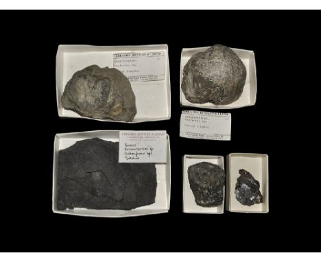 Carboniferous Period, 350 million years BP. A collection of fossils and minerals comprising: a large brachiopod fossil Produc