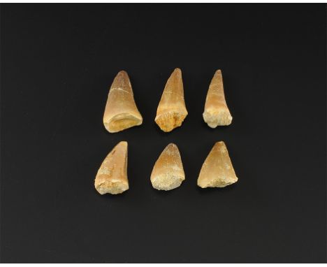 Early Cretaceous Period, 146-100 million years BP. A group of six fossil Mosasaurus teeth, from Albian, Tegona Formation, Mor