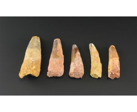 Cretaceous Period, 145-65 million years BP. A group of five fossil teeth from the dinosaur Spinosaurs maroccanus from the Teg