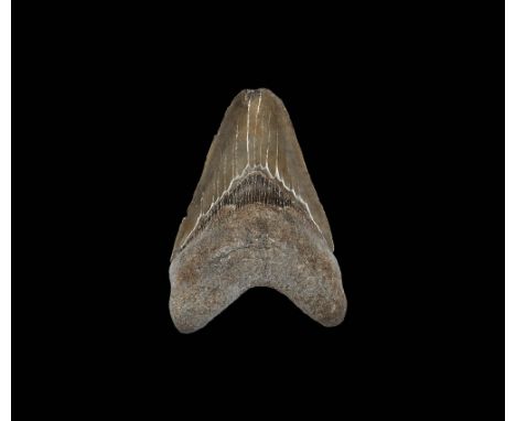 Miocene Period, 23-5.3 million years BP. A fossil tooth of Carcharocles megalodon with good serrations and tooth enamel from 
