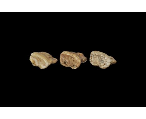 Devensian period, 110,000-12,000 years BP. A group of three molar teeth from the cave bear Ursus speleus (Linne), from Cioclo