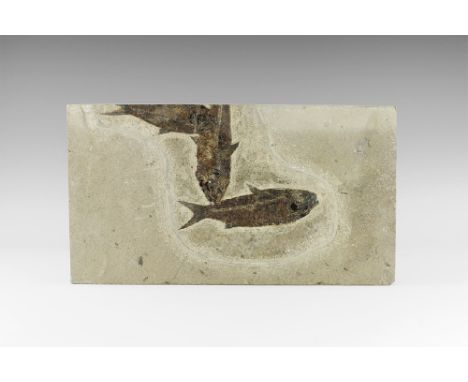 Eocene Period, 58-36 million years BP. A group of three large fossil Knightia alta fish in matrix from Warfield's Quarry, Kem