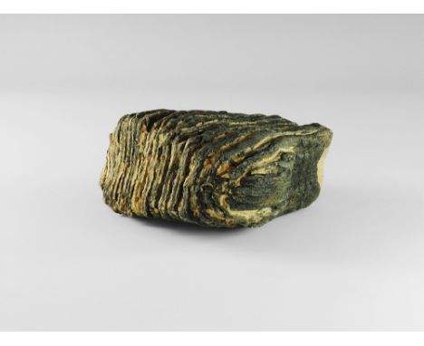 Pleistocene Period, 90,000-35,000 years BP. A complete juvenile molar tooth from an extinct mammoth, Mammuthus primigenius sh