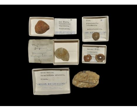Eocene to Jurassic Period, 50-200 million years BP. A fossil collection comprising: a gastropod Melanioptyxis altararis in li