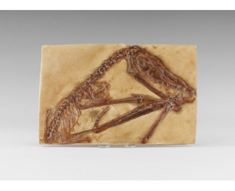. A museum-quality reproduction of a Scaphognathus crassisrostris pterosaur fossil from the famed Solendhfen lithographic lim