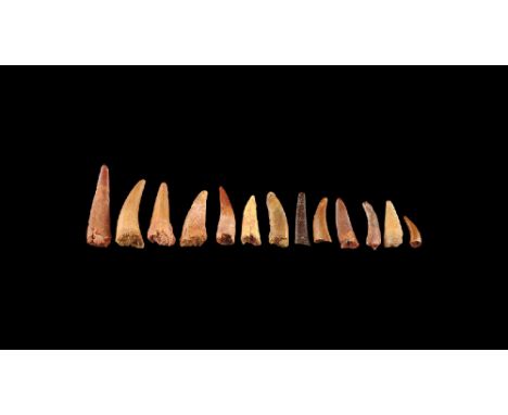 Cretaceous Period, 145-65 million years BP. A group of fourteen Pterosaur teeth Siroccopteryx moroccensis, from south of Taou