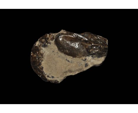 Cretaceous Period, 145-65 million years BP. A fossil shrimp Meyeria magna from the Isle of Wight, UK. 18 grams, 53mm (2 1/4")