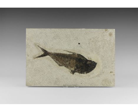 Eocene Period, 58-36 million years BP. A fossil fish Diplomystus from the Green River Formation, Lincoln County, Wyoming, USA