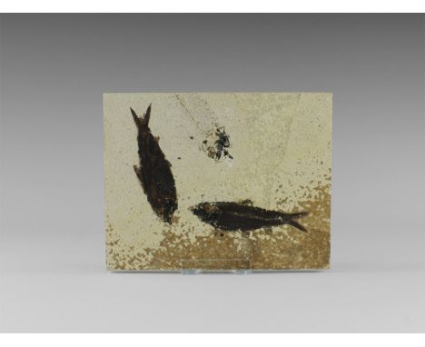 Eocene Period, 58-36 million years BP. Two fossil Knightia alta fish and a third partial specimen in matrix from Warfield's Q