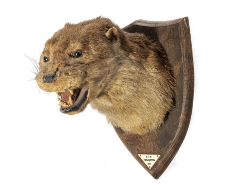 An otter trophy on shielddated 196122cm highNatural History, Taxidermy