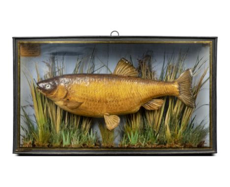 A stuffed chub by Cooperwith J Cooper label dated 1875(restorations)  39cm high by 68cm wideNatural History, Taxidermy, Fishi