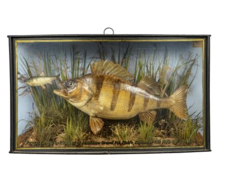 A stuffed perch by Cooperwith Cooper and sons label dated 1910 34cm high by 59cm wideCooper and SonsThe business that became 