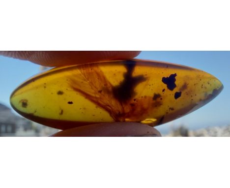Dinosaur Tail With Streamer Feathers in Amber99 million years old (Cretaceous) Origin: Hukawng Valley, Myanmar Weight (approx