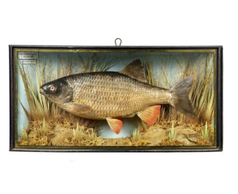 A rudd / chub hybridby A Hall dated 1995 33cm high by 66cm wideNatural History, Taxidermy, Fishing