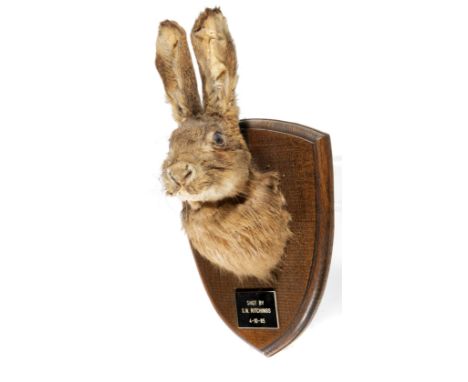 A Hare trophy on shielddated 1985 37cm highNatural History, Taxidermy