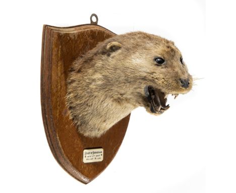 An otter trophy on shieldby E Allen dated 1907 28cm highNatural History, Taxidermy