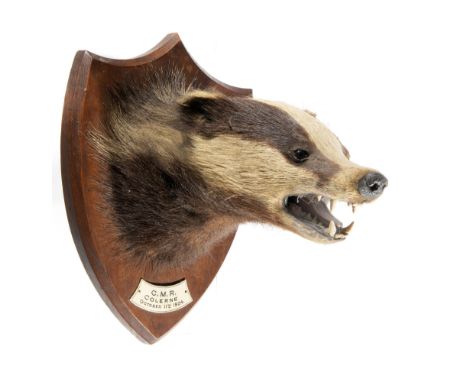 A badger trophy on shielddated 1924 28cm highNatural History, Taxidermy