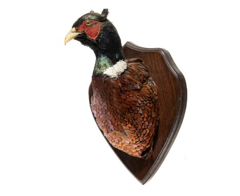 A pheasant trophy on shieldrecent 30cm highNatural History, Taxidermy