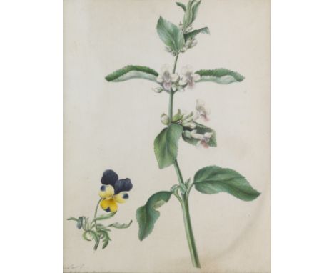 Philippa Crabtree (British, born 1764)A group of nine botanical studies;Melittis Melissophyllum with Viola (Mint with Violet)