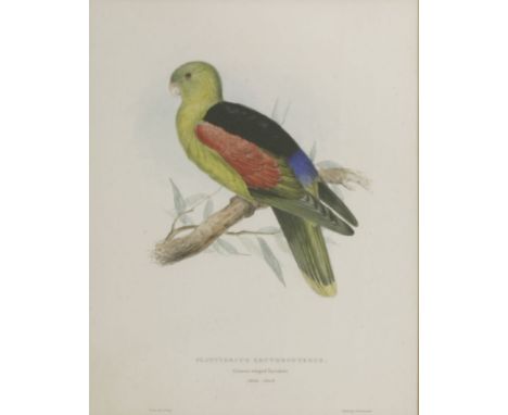 Edward Lear (1812-1888)'PLATYCERCUS ERYTHROPTERUS'Coloured lithograph, printed by Hullmandel from 'Illustrations of the Famil