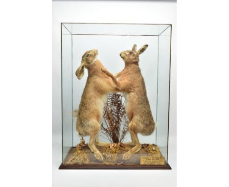 TAXIDERMY: A cased pair of boxing March Hare's (Lepus europaeus), modern, by H. R. Bennett Taxidermist of Hainford Norwich, a