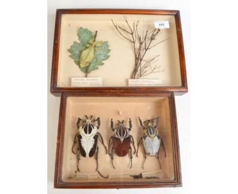 Three African goliath beetles in a glazed mahogany case, 25.7cm x 20.7cm, together with a Ceylonese leaf insect and North Bor