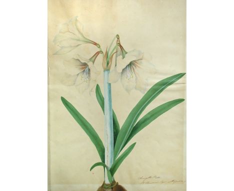 Priscilla Susan Bury (nee Falkner) British (1799-1872) Three botanical studies to include: Zephyranthes Tubispatha and Candid