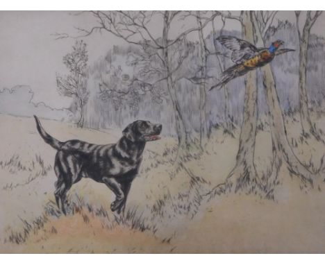 Henry Wilkinson (1921-2011). Gun dog with pheasant, artist signed coloured etching, 44/250, 20cm x 24cm.