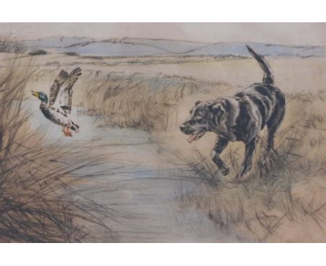 Henry Wilkinson (1921-2011). Gun dog with duck, artist signed coloured etching, 24/250, 27cm x 36cm.