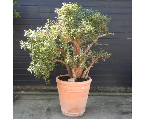 *A mature money tree, or jade tree, in a pot, 181cm high overall. *Note: we are not able to deliver this item