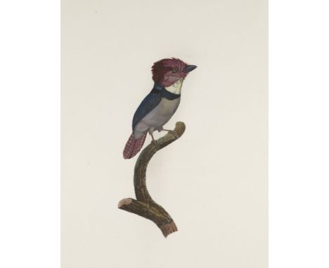 Ornithologie - - Sammlung von 8 Vogel-Darstellungen. Um 1806. Je handkolorierter Kupferstich auf Vélin. Blattmaße je ca. 58 x