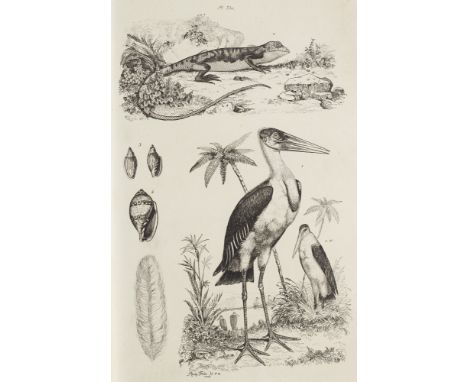 Zoologie - - F. L Guérin. Dictionnaire pittoresque d'histoire naturelle et de ses phénomènes de la nature, contenant l'histoi