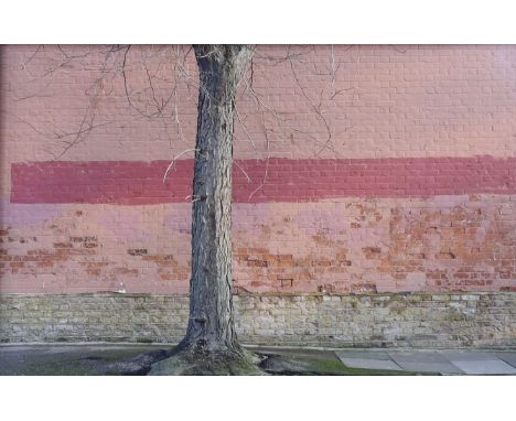 Attributed to Stephen Scott Patterson, colour photograph, Tree trunk and brick wall, Darbyshire White label verso, 34 x 51cm