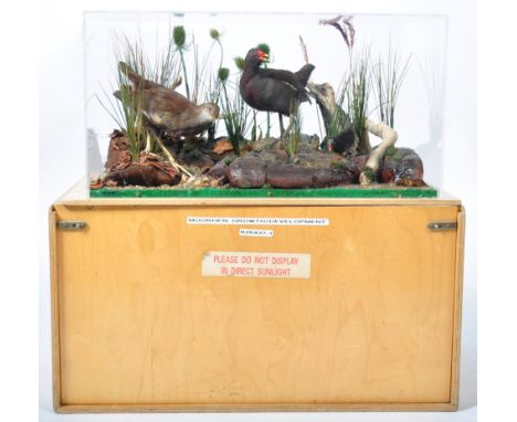 Taxidermy and Natural History Interest -&nbsp;Moorhen - A brilliant mid 20th Century retro vintage educational taxidermy stud