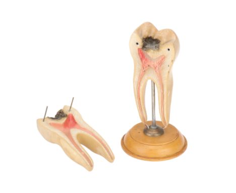 English, early 20th century, label to base 'ADAM, ROUILLY &amp; CO ANATOMY OSTEOLOGY, Human Bones, Anatomical Models, Charts 