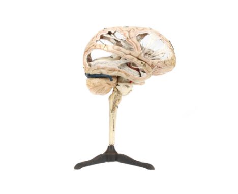 Medical - French, 19th/early 20th century, an impressive and finely detailed polychrome painted papier-mache model of the int