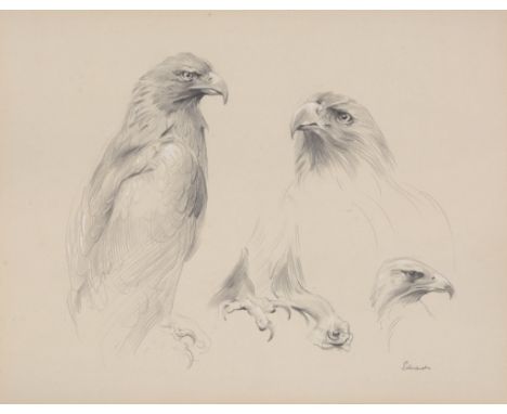  John C. Edwards (20th Century) Study of an eagle Graphite, heightened with white, on light grey wove paper Signed lower righ