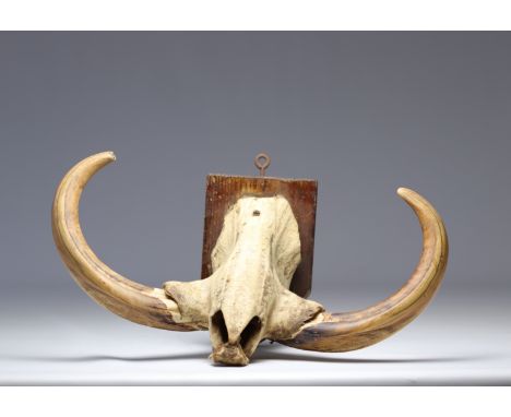 Curiosity: Colonial trophy "impressive warthog massacre" 1933 - Weight: 1.50 kg - Shipping available - Region: Afrique - Size