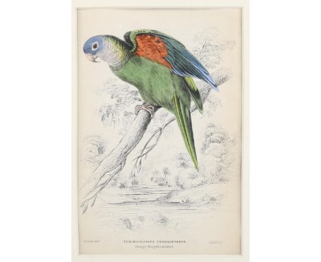 Edward Lear (1812-1888), hand-coloured lithograph on paper, Orange-Winged Lorikeet (1836), 14.5cm x 10cm, mounted, glazed and