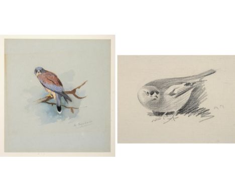 Archibald Thorburn (1860-1935) ''Lesser Kestrel'' Signed, watercolour and gouache, together with a further pencil sketch by t